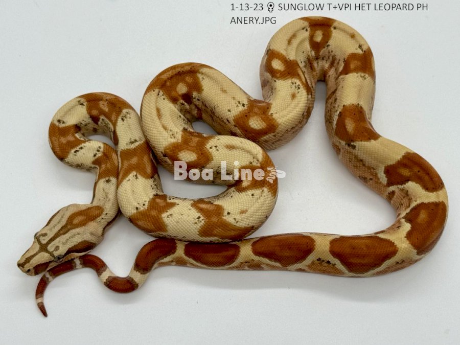 SUNGLOW T+VPI HET LEOPARD PH ANERY